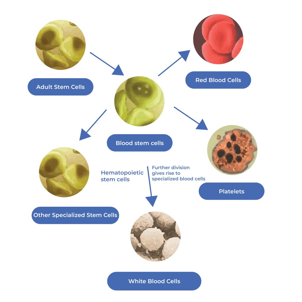 stem cell eng 4-35