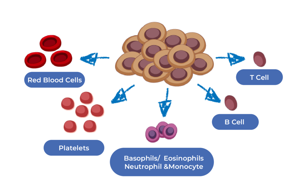 stem cell eng 5-09